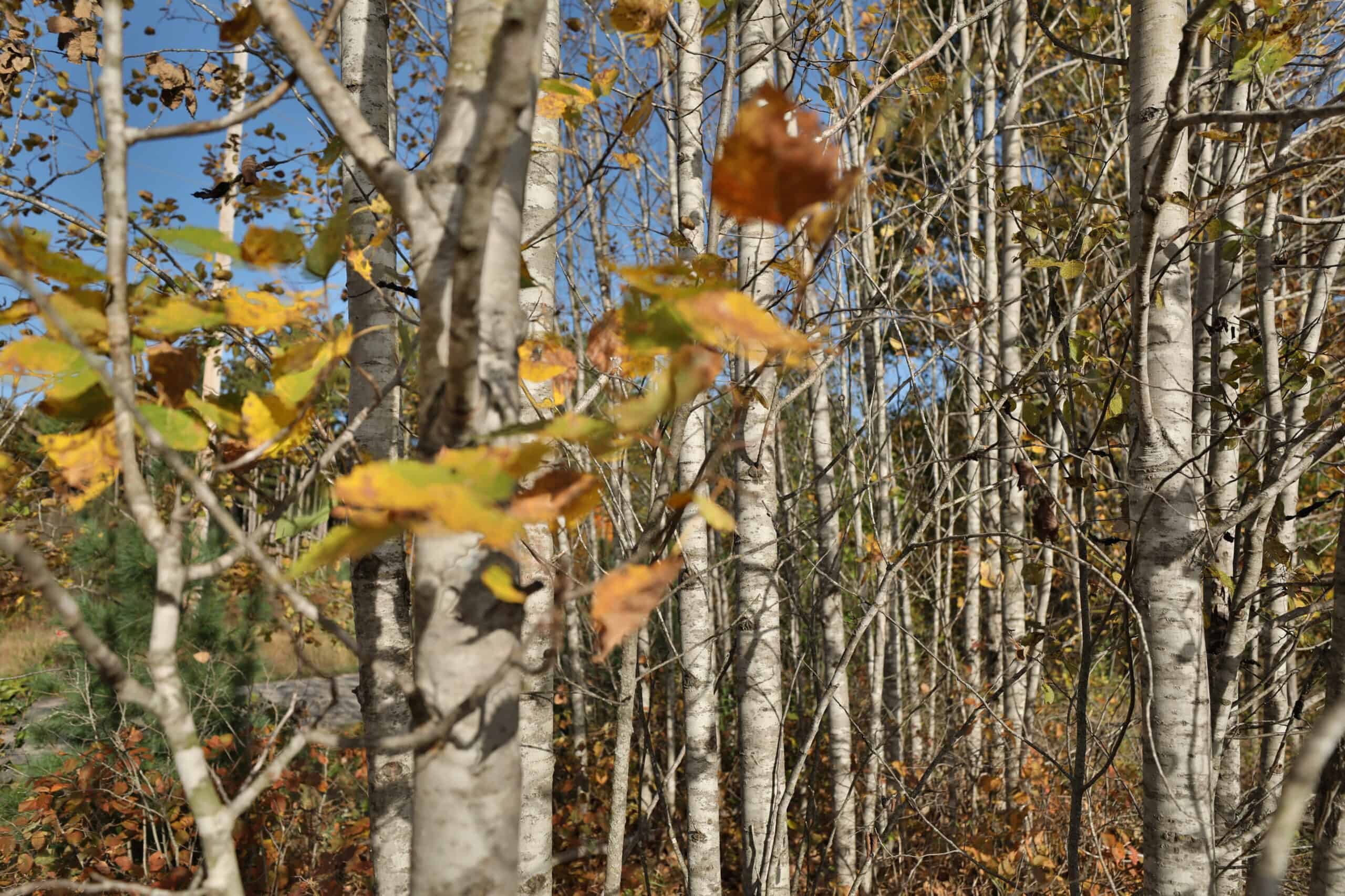 30-Acre Hunting & Camping Retreat with Food Plots, Well & RV Hookups | Adams County, Wisconsin