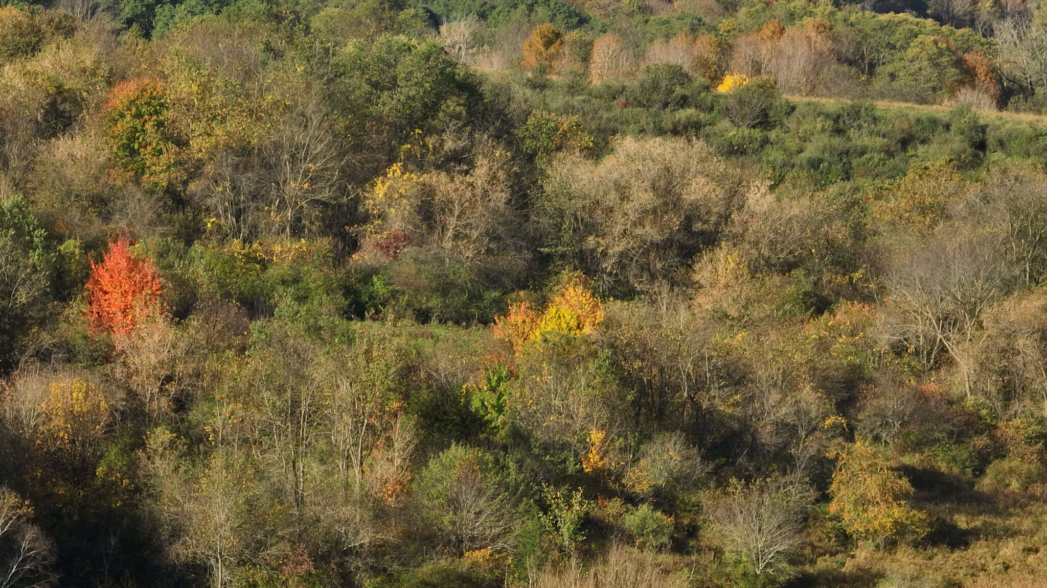 28+/- Acres of Wisconsin Countryside | Fenced Cattle Pasture, Hardwood Ridges, Stream & Dream Homesite