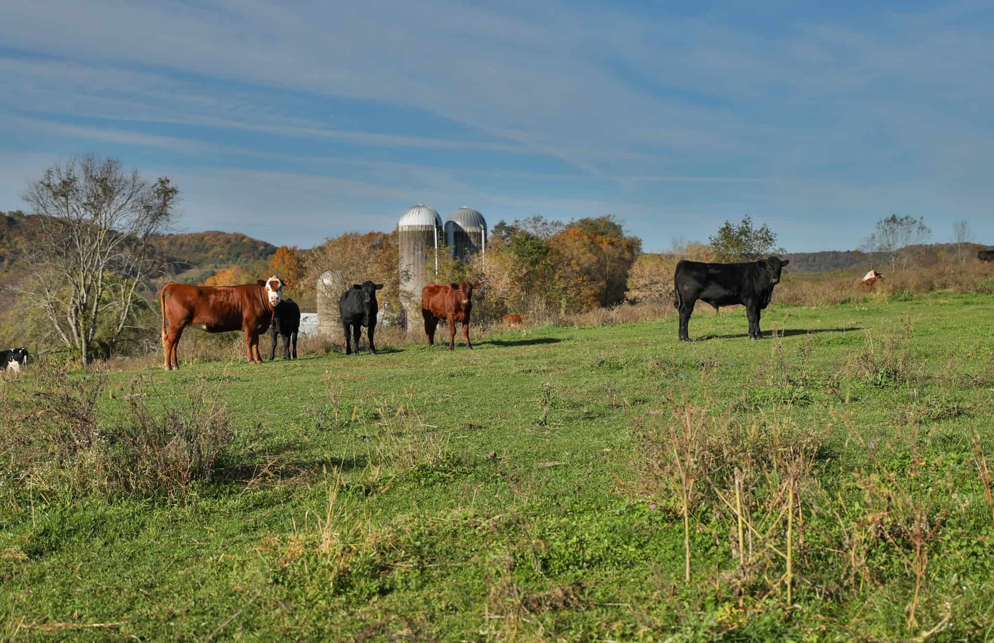248+/- Acre Income-Producing Farm, Cattle Ranch & Hunting Estate in Richland County, Wisconsin
