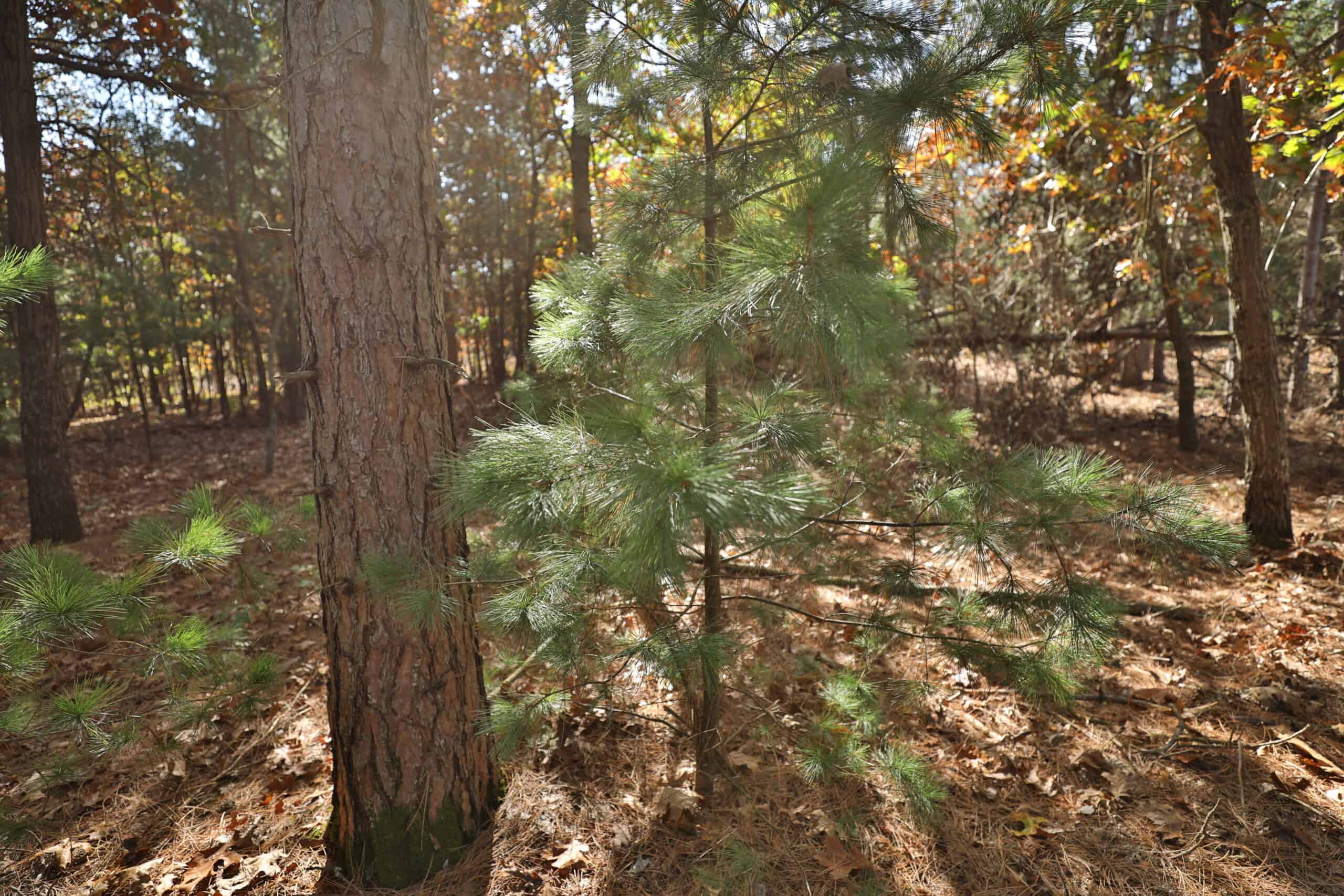 30-Acre Hunting & Camping Retreat with Food Plots, Well & RV Hookups | Adams County, Wisconsin