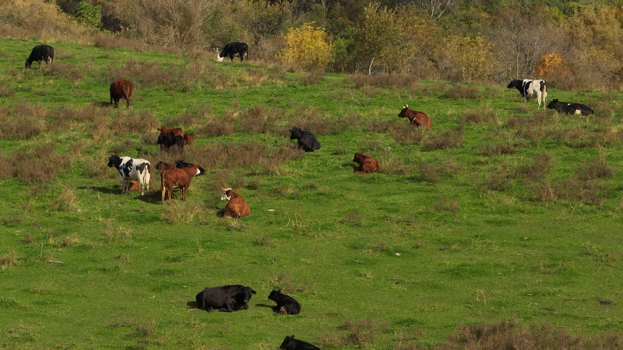248+/- Acre Income-Producing Farm, Cattle Ranch & Hunting Estate in Richland County, Wisconsin