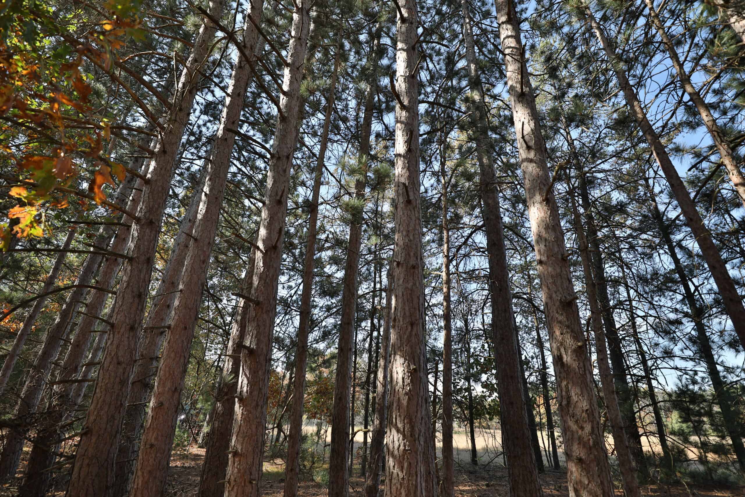 30-Acre Hunting & Camping Retreat with Food Plots, Well & RV Hookups | Adams County, Wisconsin