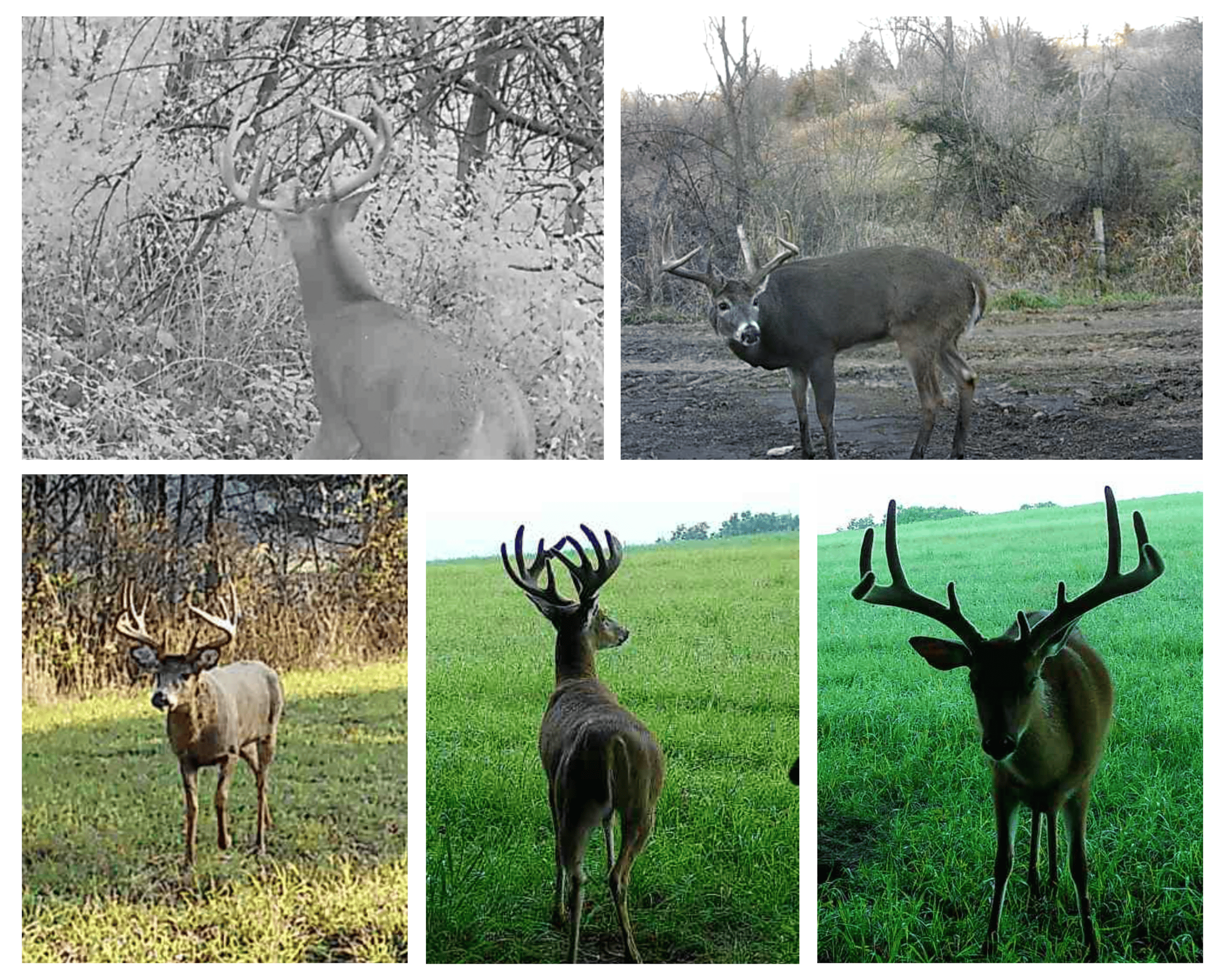 248+/- Acre Income-Producing Farm, Cattle Ranch & Hunting Estate in Richland County, Wisconsin