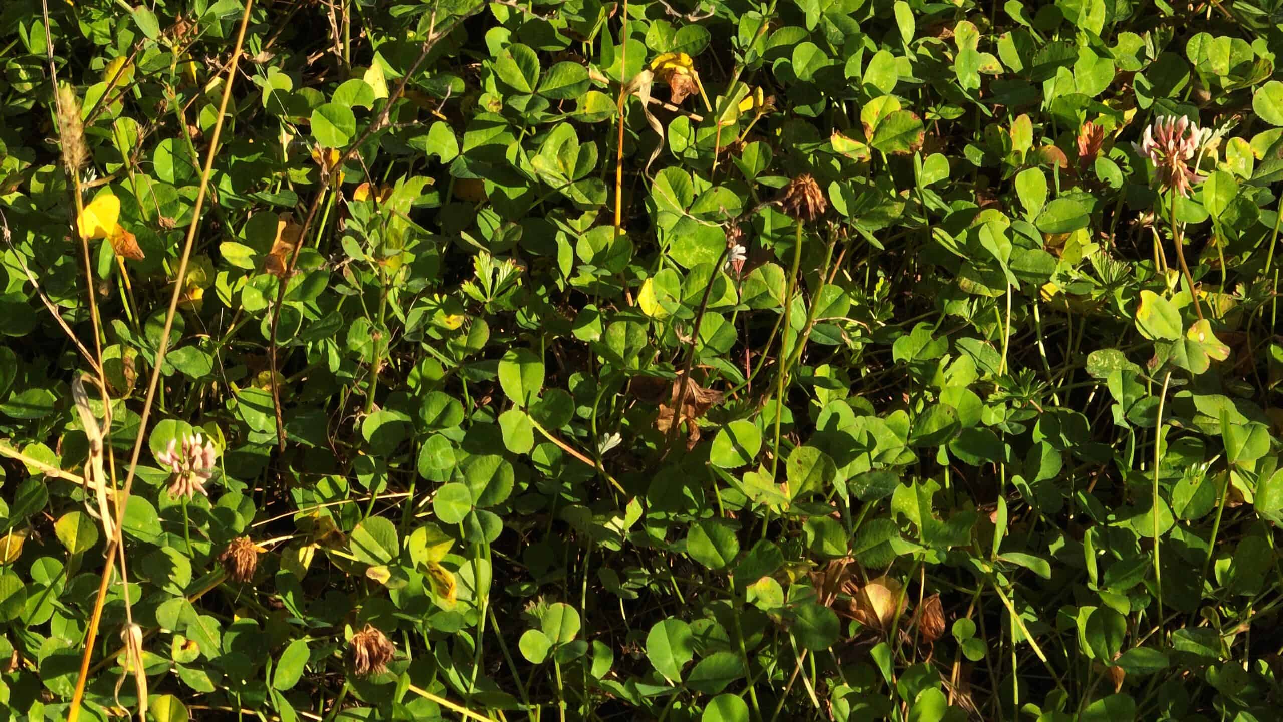 30-Acre Hunting & Camping Retreat with Food Plots, Well & RV Hookups | Adams County, Wisconsin