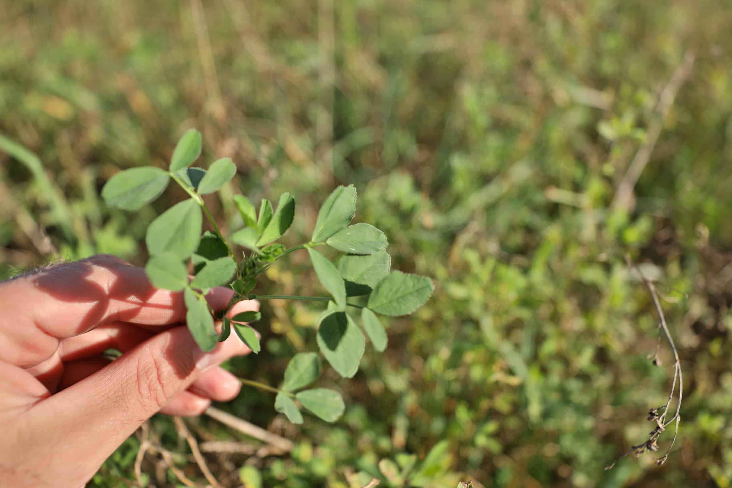 30-Acre Hunting & Camping Retreat with Food Plots, Well & RV Hookups | Adams County, Wisconsin