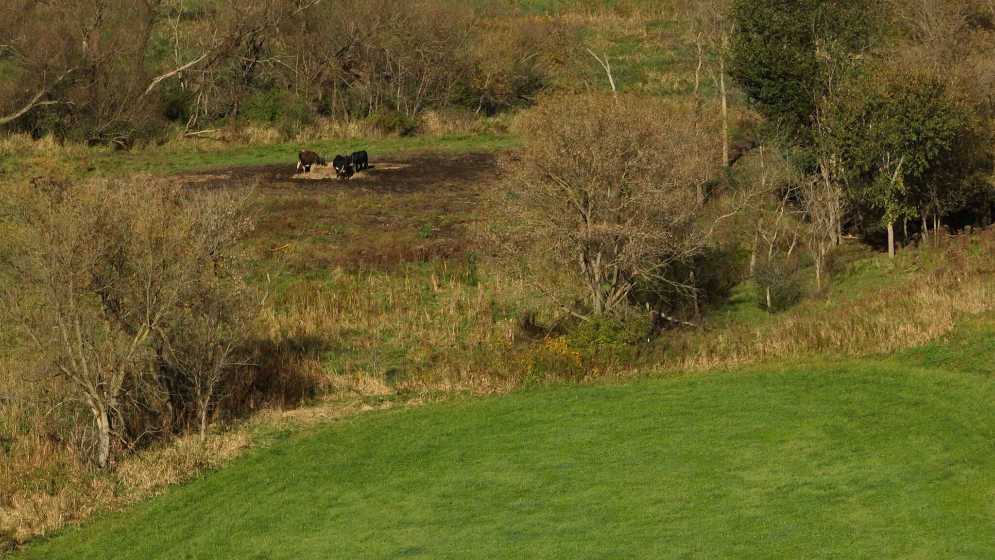 28+/- Acres of Wisconsin Countryside | Fenced Cattle Pasture, Hardwood Ridges, Stream & Dream Homesite