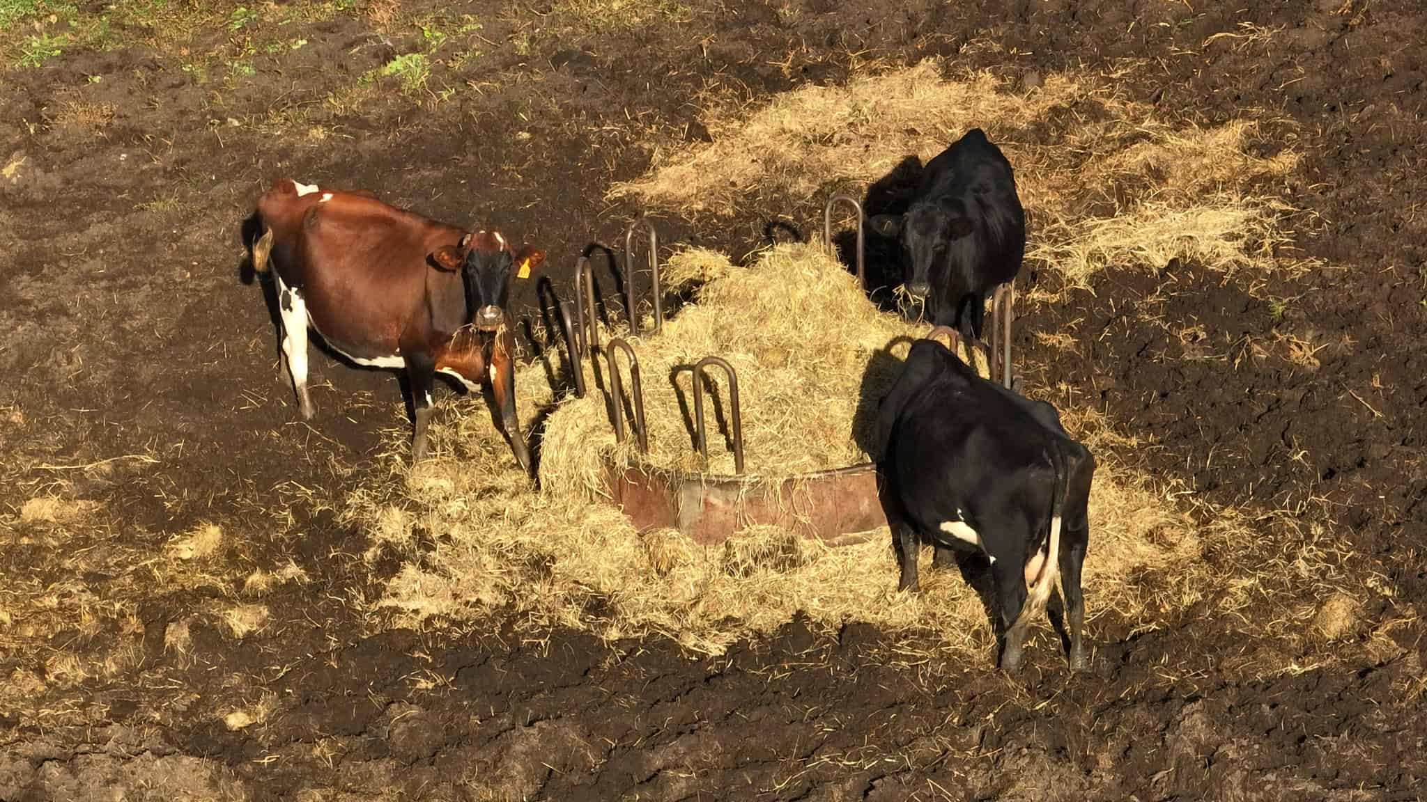 28+/- Acres of Wisconsin Countryside | Fenced Cattle Pasture, Hardwood Ridges, Stream & Dream Homesite