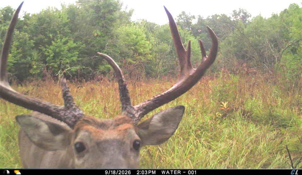 30-Acre Hunting & Camping Retreat with Food Plots, Well & RV Hookups | Adams County, Wisconsin