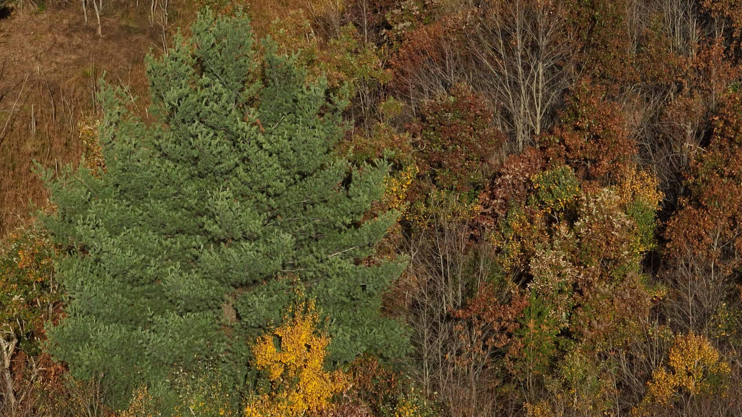 30-Acre Hunting & Camping Retreat with Food Plots, Well & RV Hookups | Adams County, Wisconsin