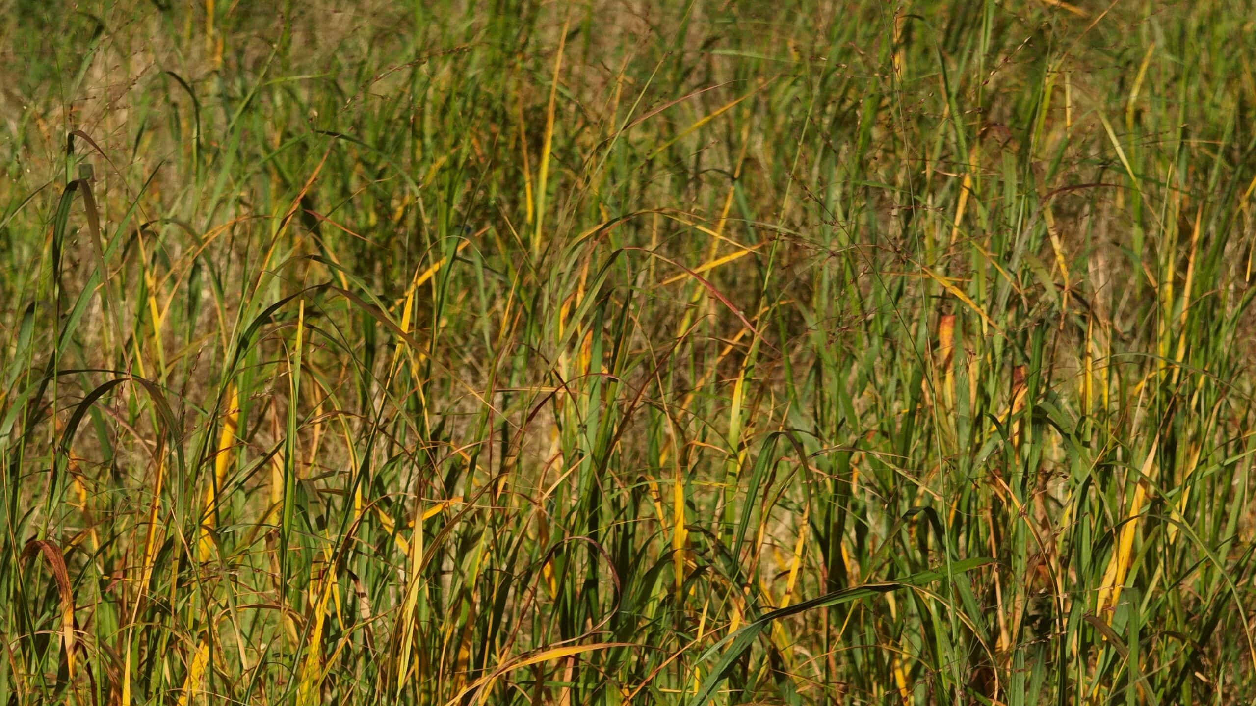 30-Acre Hunting & Camping Retreat with Food Plots, Well & RV Hookups | Adams County, Wisconsin