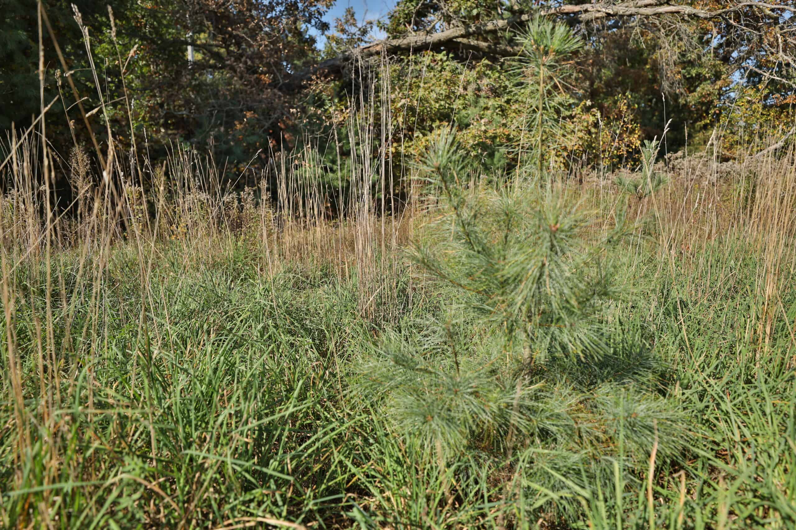 30-Acre Hunting & Camping Retreat with Food Plots, Well & RV Hookups | Adams County, Wisconsin