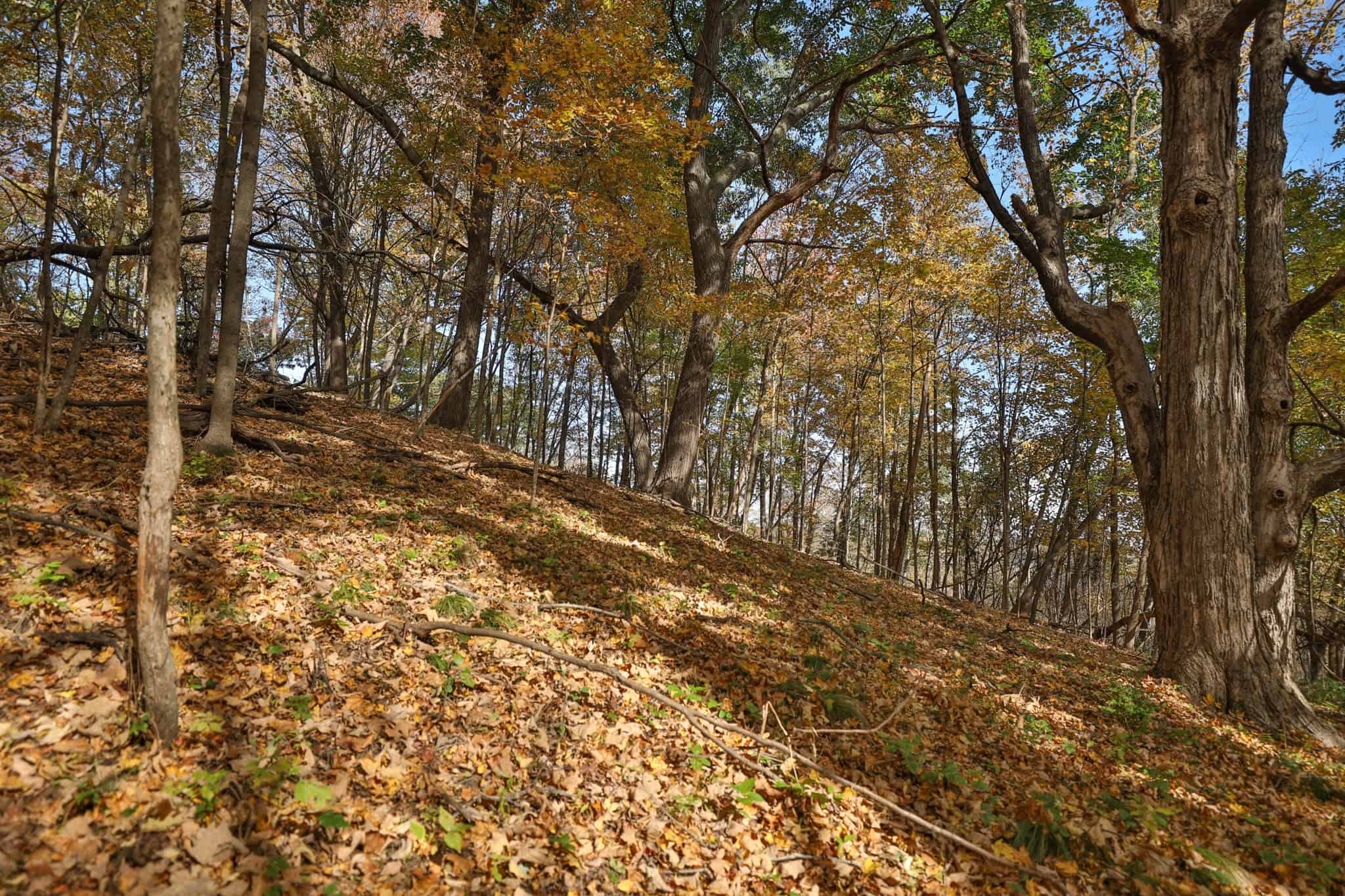 248+/- Acre Income-Producing Farm, Cattle Ranch & Hunting Estate in Richland County, Wisconsin