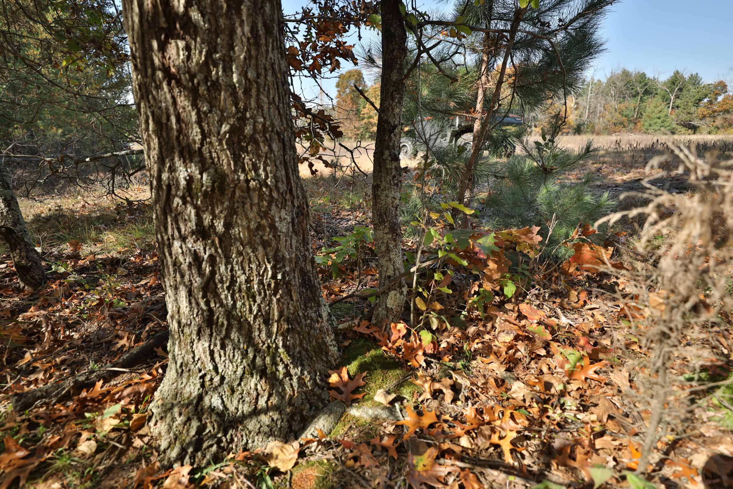 30-Acre Hunting & Camping Retreat with Food Plots, Well & RV Hookups | Adams County, Wisconsin