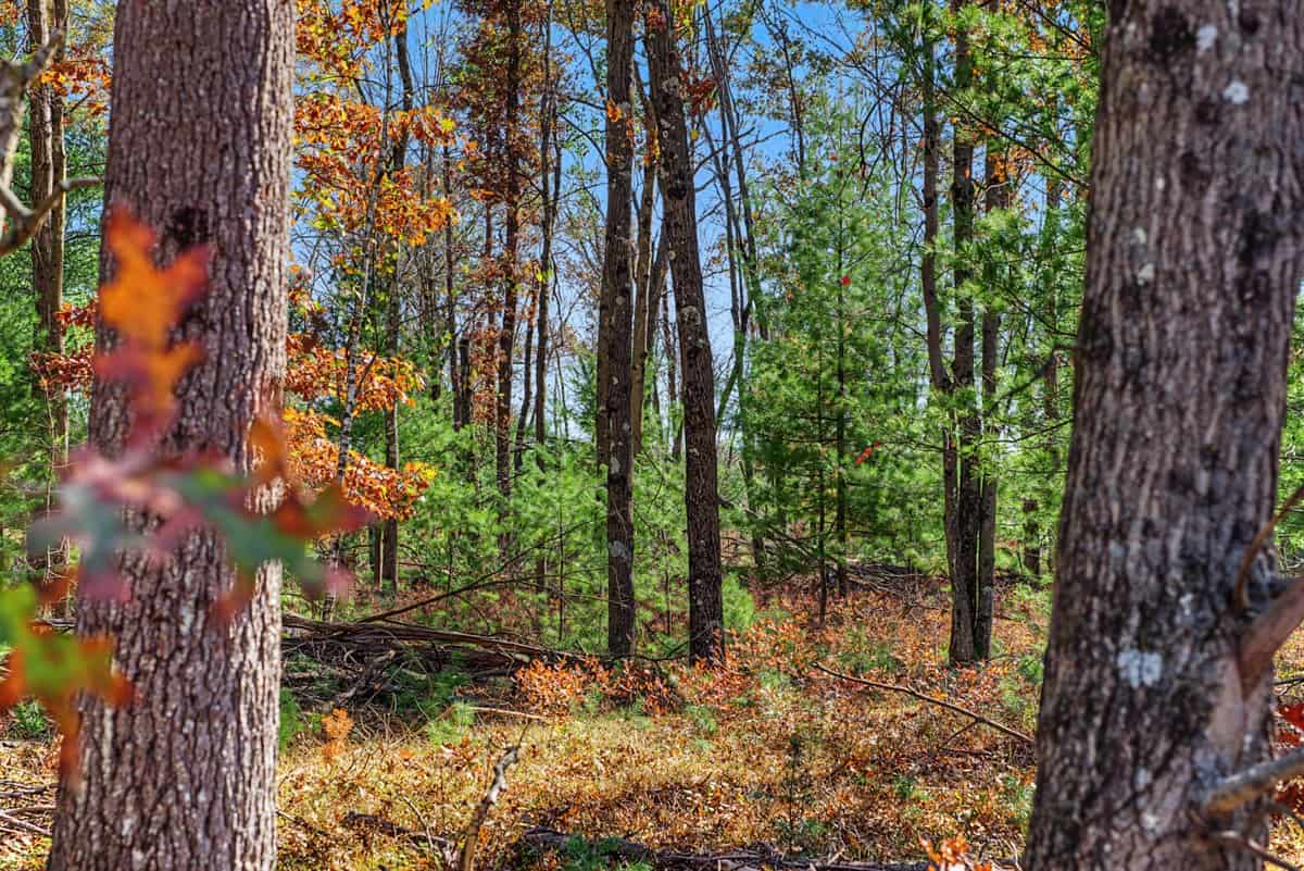 28± Acre Hunting Property with Cabin | Monroe County, Wisconsin