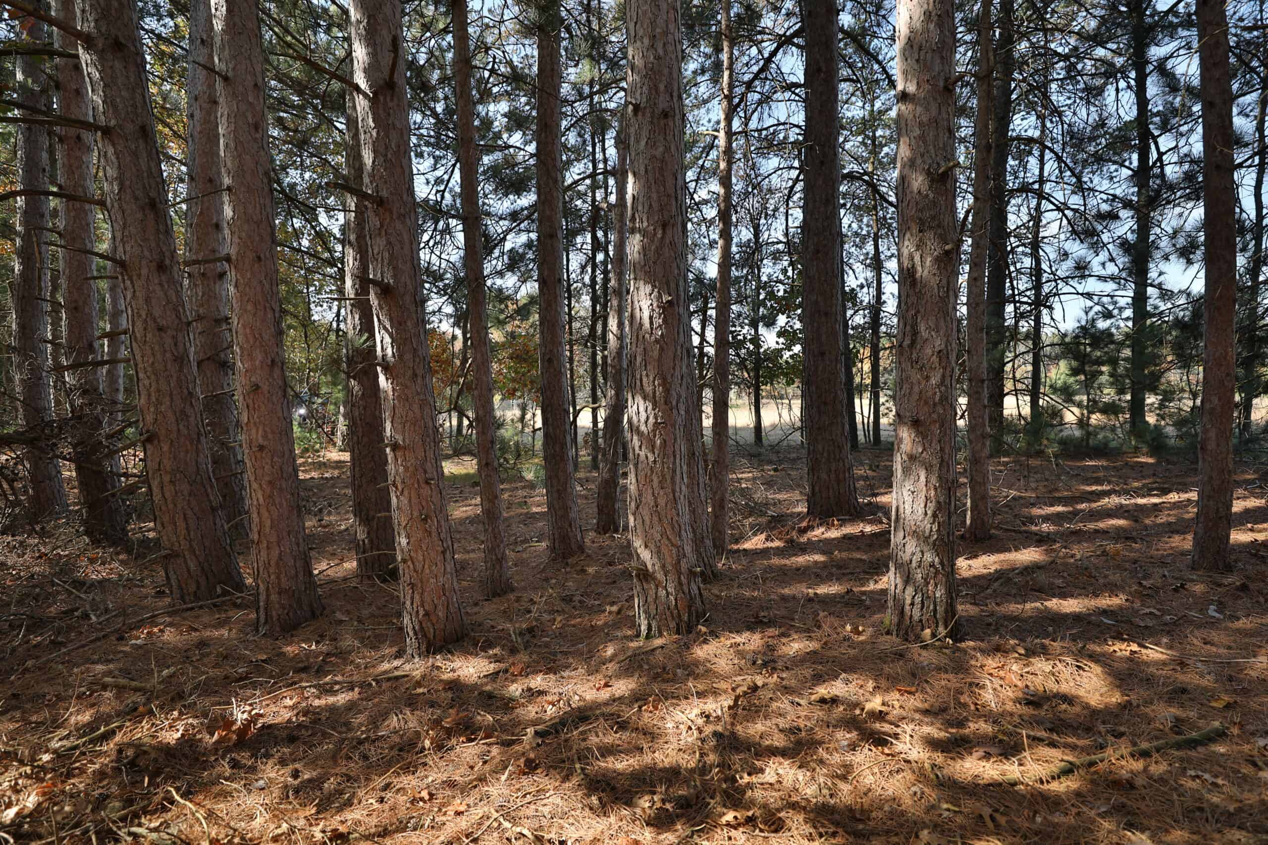 30-Acre Hunting & Camping Retreat with Food Plots, Well & RV Hookups | Adams County, Wisconsin