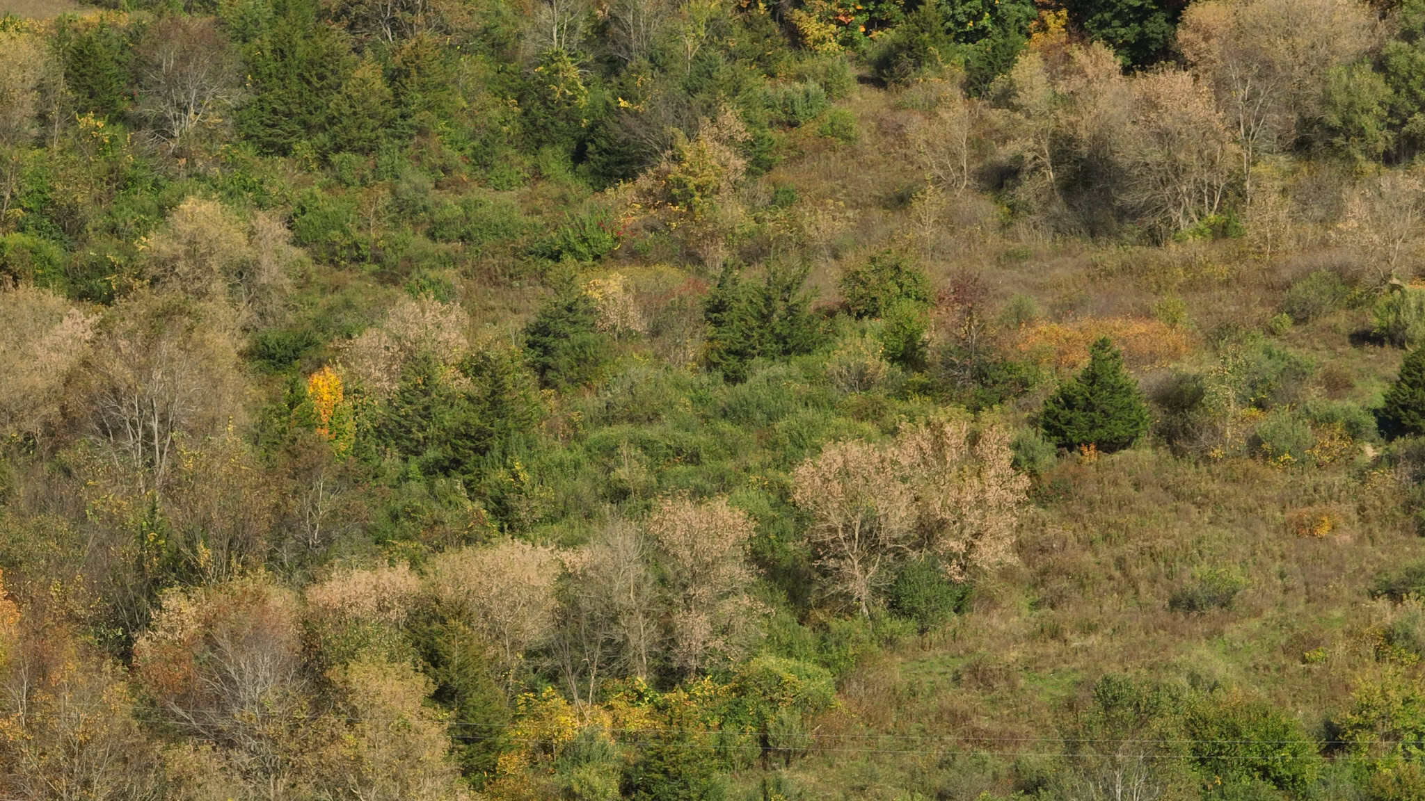 248+/- Acre Income-Producing Farm, Cattle Ranch & Hunting Estate in Richland County, Wisconsin
