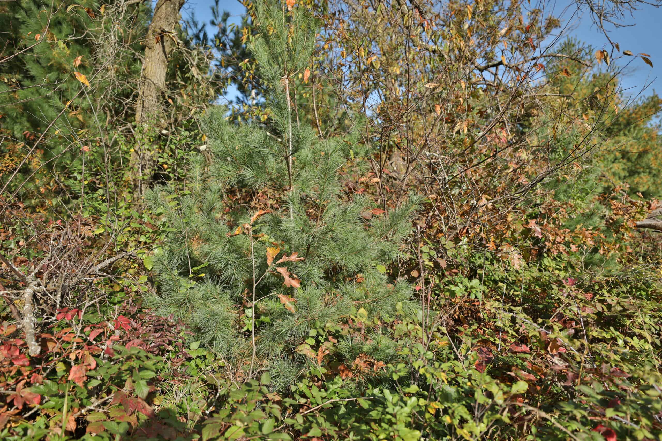 30-Acre Hunting & Camping Retreat with Food Plots, Well & RV Hookups | Adams County, Wisconsin