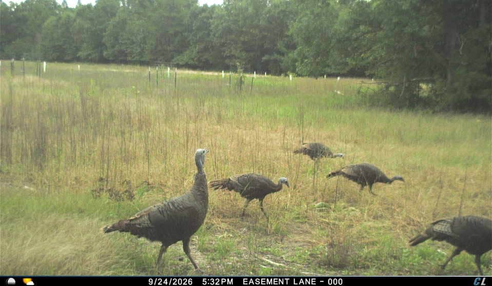 30-Acre Hunting & Camping Retreat with Food Plots, Well & RV Hookups | Adams County, Wisconsin