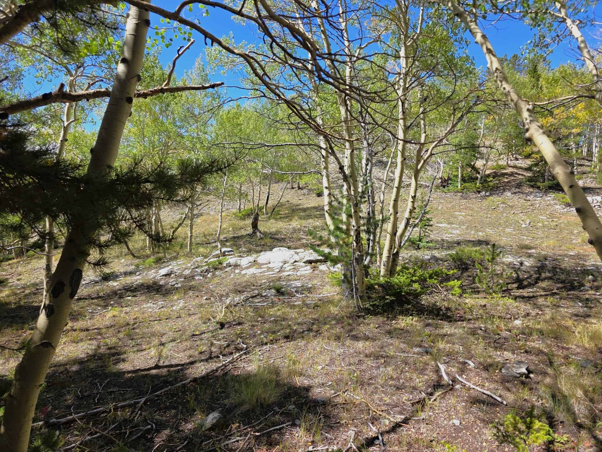 140 ± Acre Mountain Property for Sale in Whitepine, Colorado