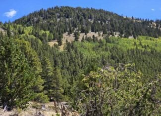 140 ± Acre Mountain Property for Sale in Whitepine, Colorado