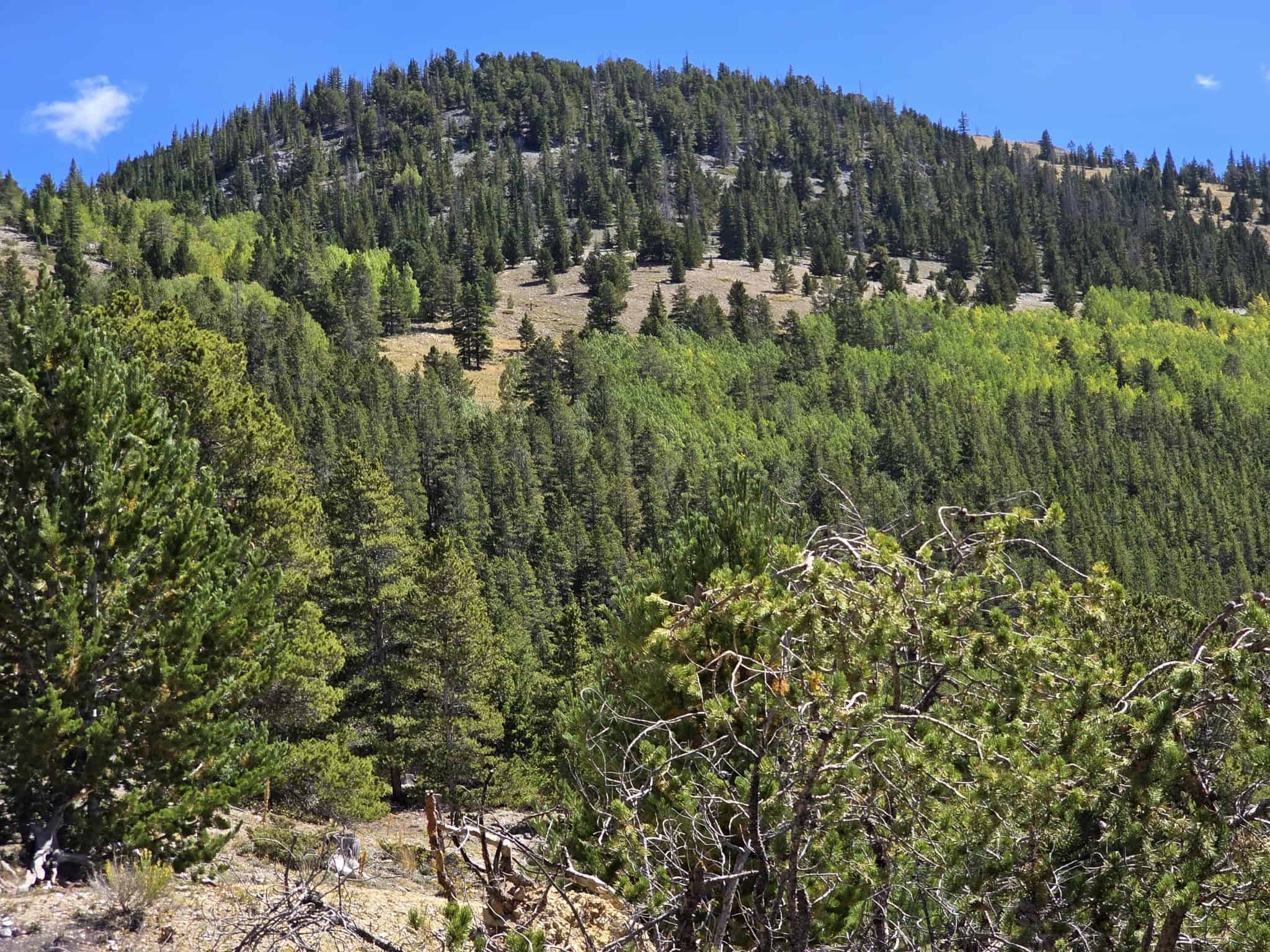 140 ± Acre Mountain Property for Sale in Whitepine, Colorado