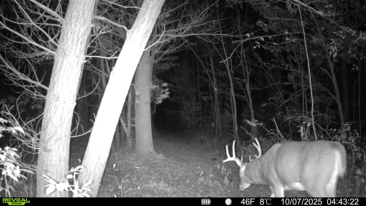 28± Acre Hunting Property with Cabin | Monroe County, Wisconsin