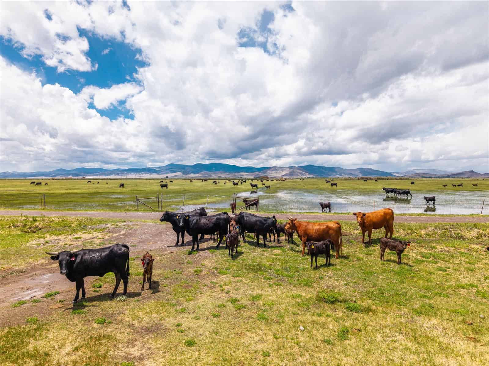 1,280± Acre Hay Ranch for Sale Near Saguache, CO