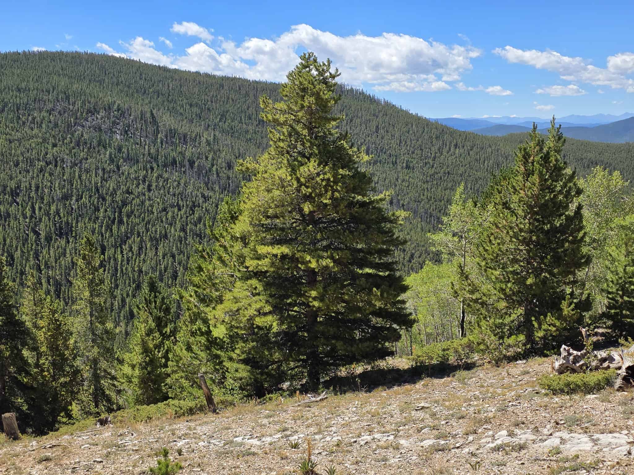 140 ± Acre Mountain Property for Sale in Whitepine, Colorado