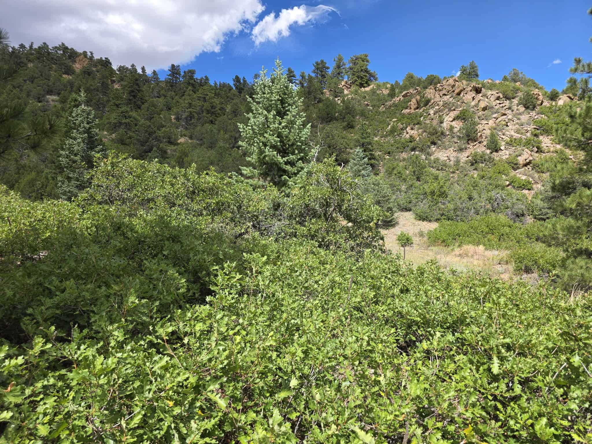 170.68 ± Acre Hunting Ranch by National Forest | Florence, CO