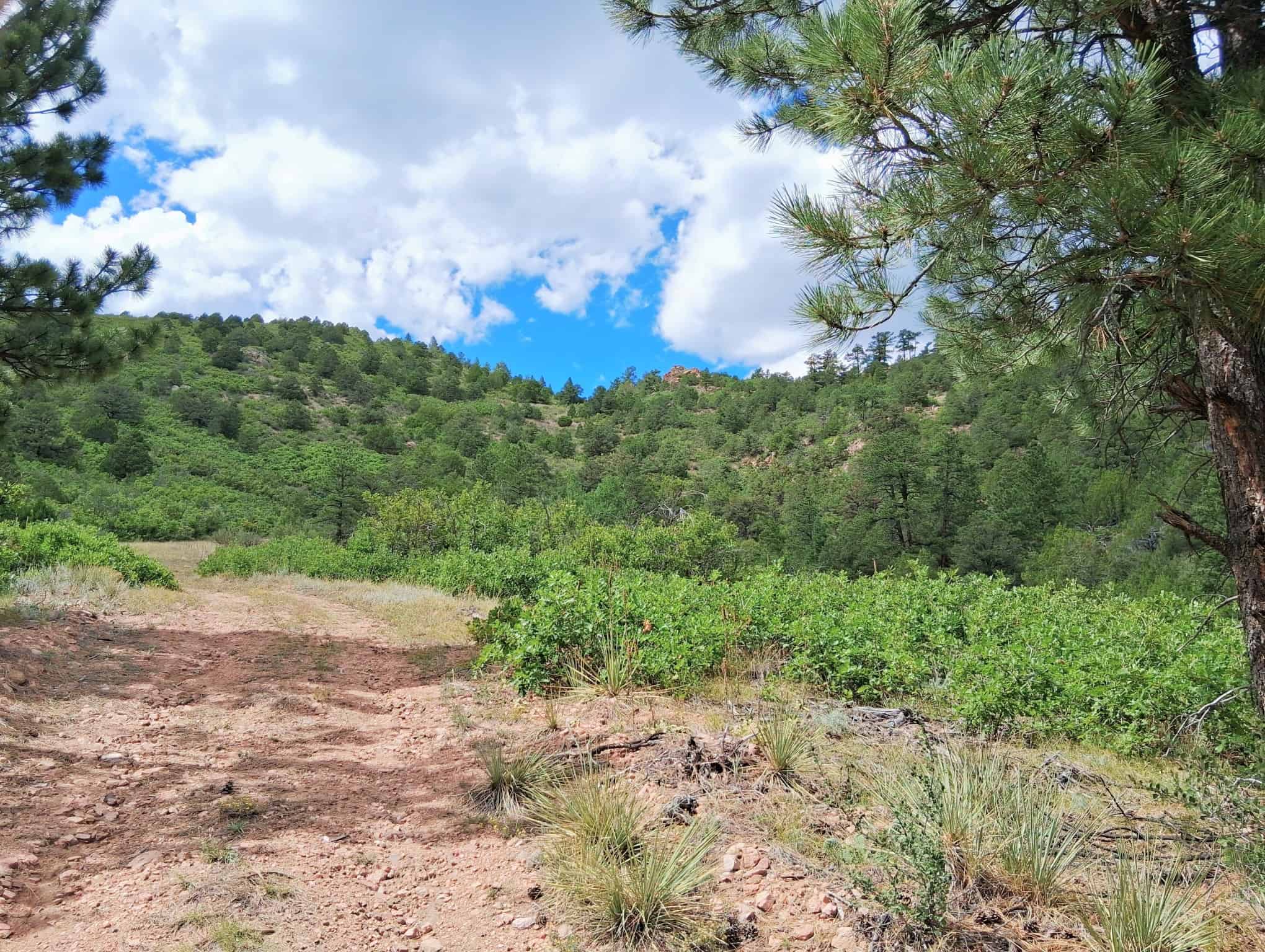 170.68 ± Acre Hunting Ranch by National Forest | Florence, CO