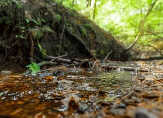 80 +/- Acres in Augusta Wisconsin