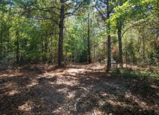 East Texas Recreational Land for Sale Gilmer TX Upshur County | Hunt & Timber