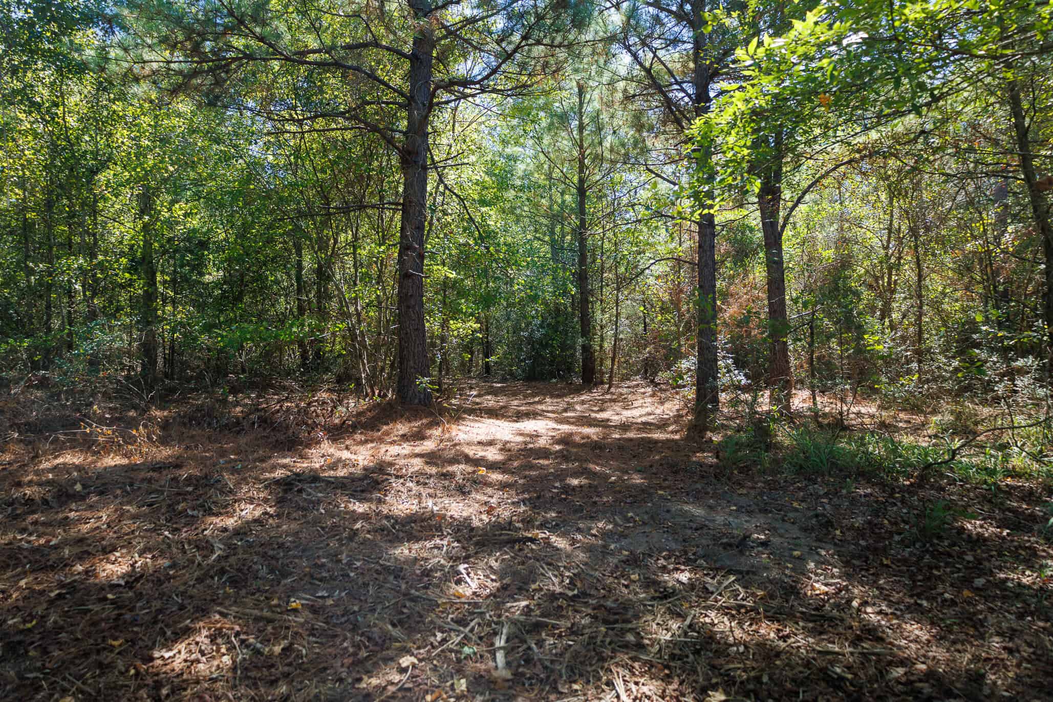 East Texas Recreational Land for Sale Gilmer TX Upshur County | Hunt & Timber