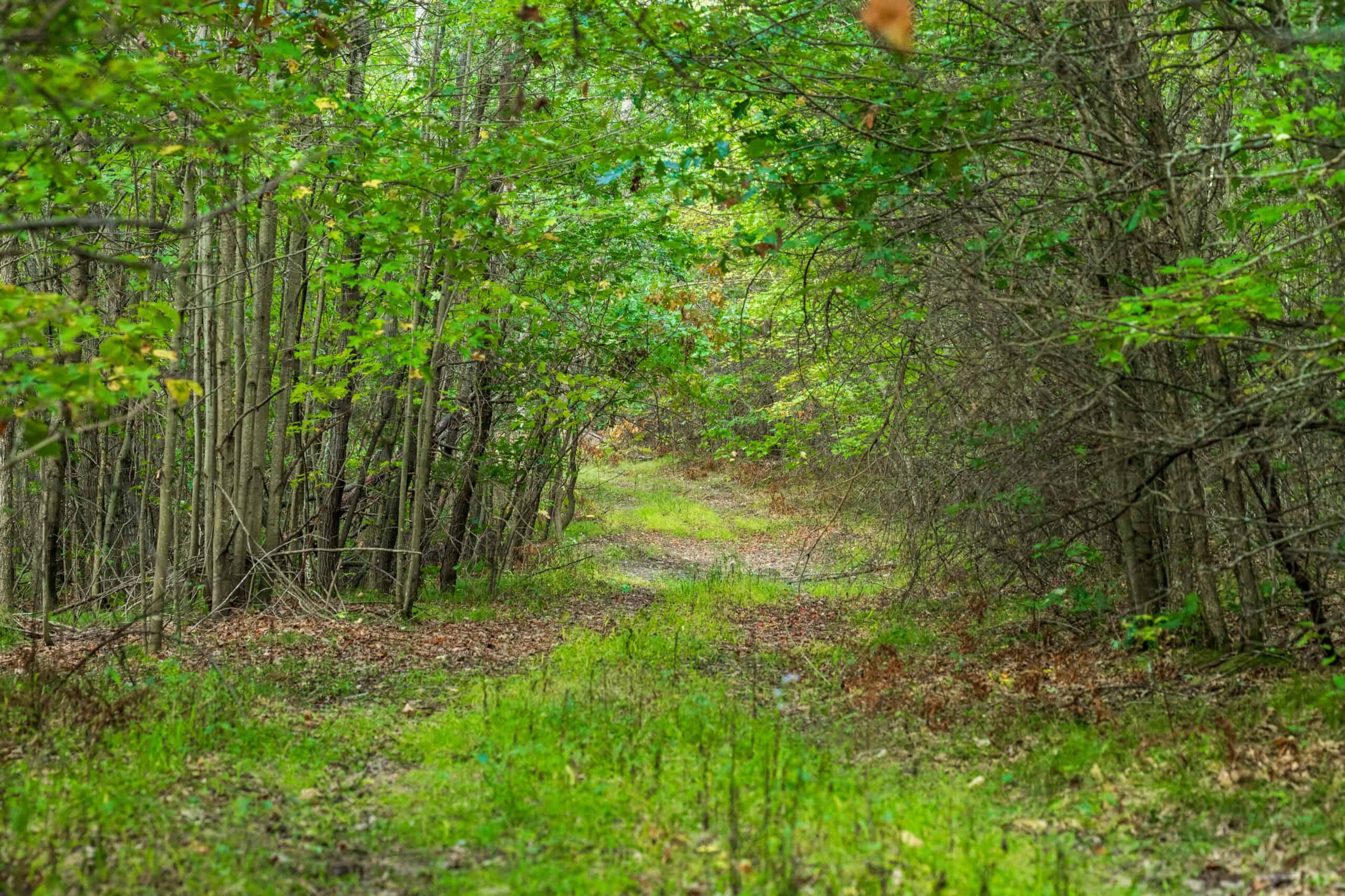 369± acres of premier recreational and hunting land in Eau Claire County