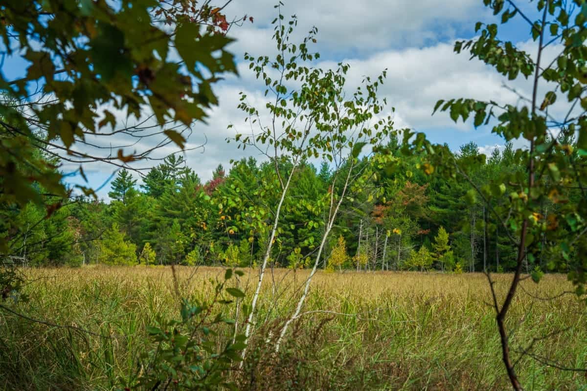 84± acres of heavily timbered recreational and hunting land in Eau Claire County