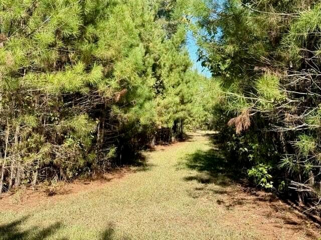 63 Acres Land For Sale Near Starkville MS