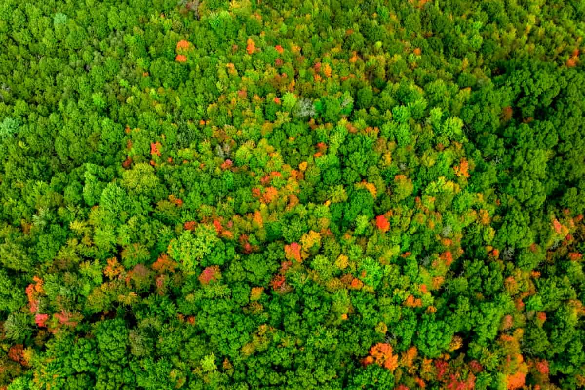 160+/- acres of Western Wisconsin hunting property Eau Claire Cty