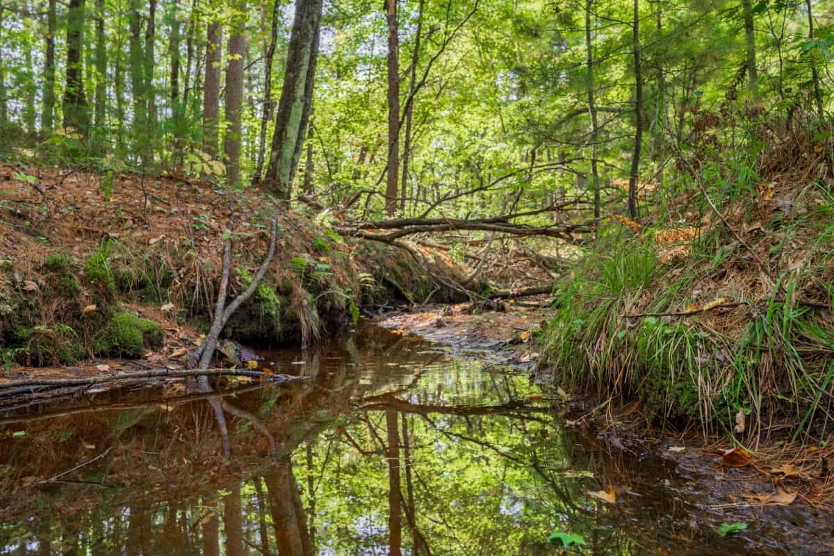80 +/- Acres in Augusta Wisconsin