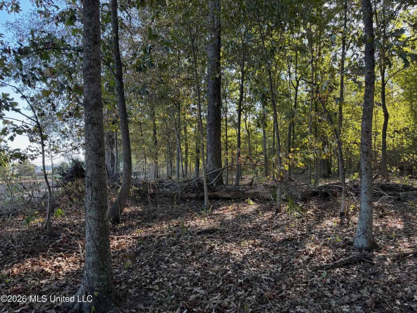 41.22 Acres MS Delta Duck Hunting