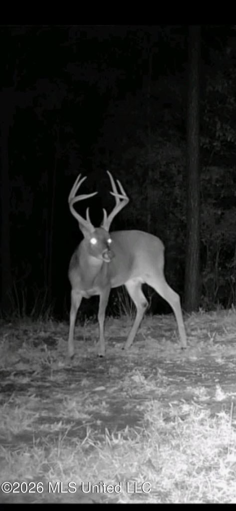 43± Acre Hunting Property in Amite County, MS