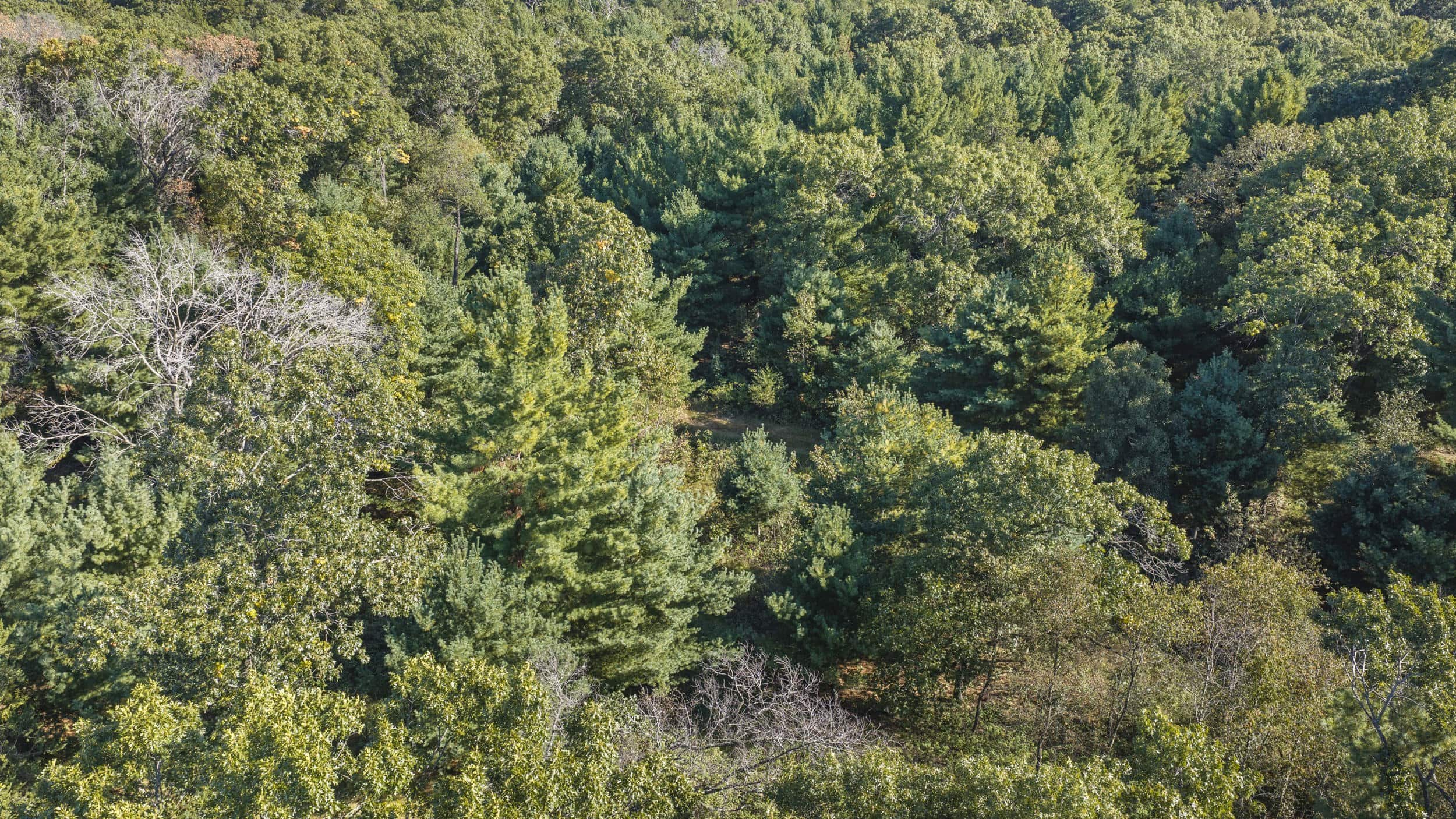 Buildable Hunting and Rec Property in Marquette County WI
