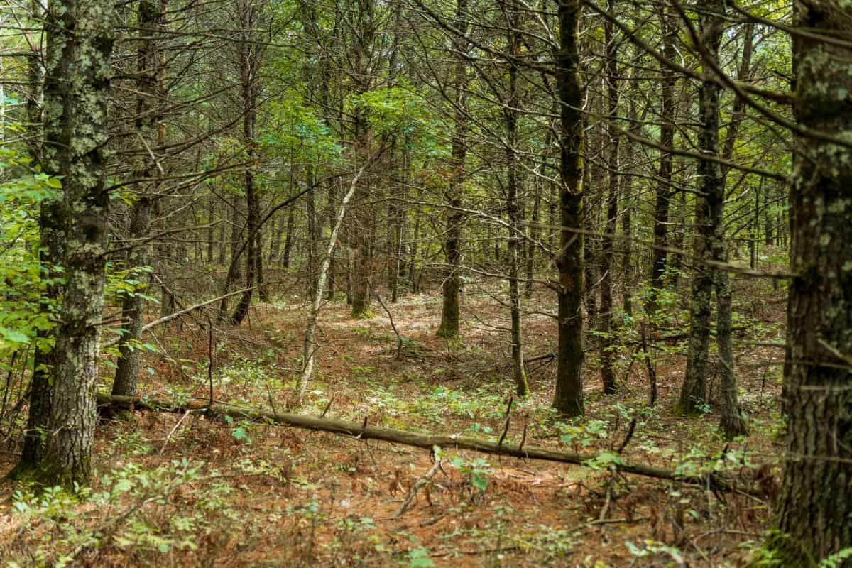 84± acres of heavily timbered recreational and hunting land in Eau Claire County