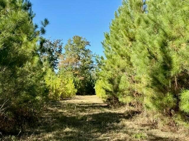 63 Acres Land For Sale Near Starkville MS
