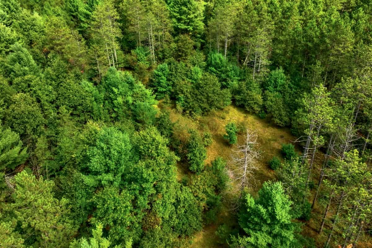 160+/- acres of Western Wisconsin hunting property Eau Claire Cty