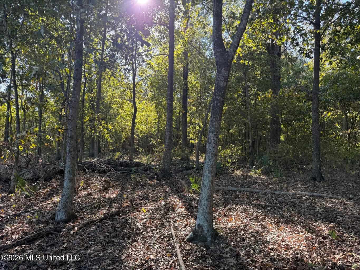 41.22 Acres MS Delta Duck Hunting