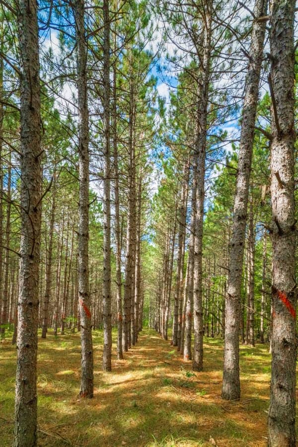 80 +/- Acres in Augusta Wisconsin