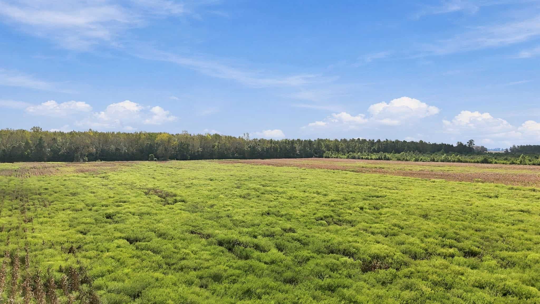 309-Acre Farm & Timberland for Sale in Beaufort County, NC