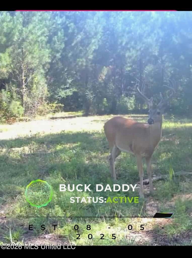 43± Acre Hunting Property in Amite County, MS