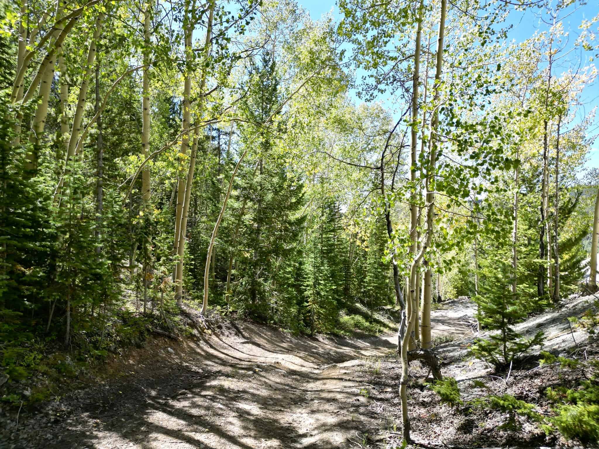 140 ± Acre Mountain Property for Sale in Whitepine, Colorado