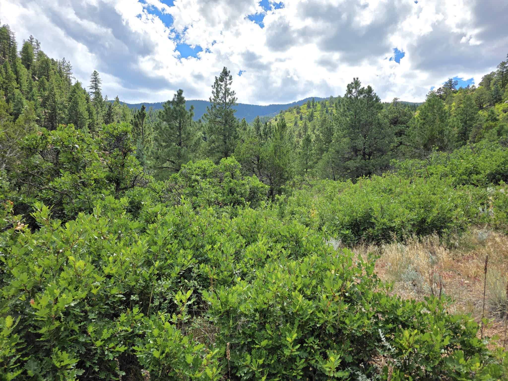 170.68 ± Acre Hunting Ranch by National Forest | Florence, CO